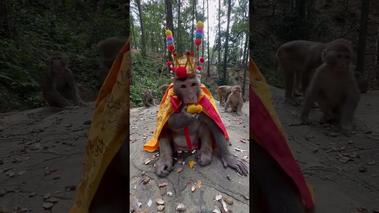 monkey wearing dress 