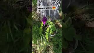 #дальнийвосток #обзордачи #дача #дача2025 #садоводничество #земледелие #июнь2025 #дача2025 #лето