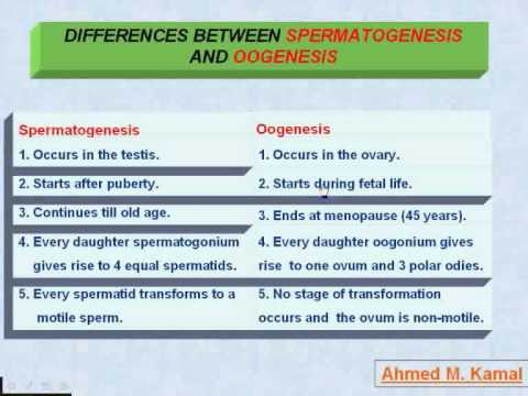 5  Difference Between Spermatogenesis and Oogenesis