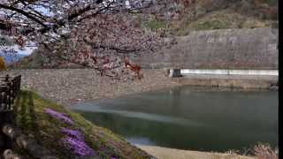 This  melody 　PAUL MAURIAT　/　Kurotani  dam　 April Resimi