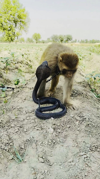 wao!king cobra naag and monkey video #shorts #viralclips