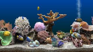 Marine Aquarium 3 Blue Background (4K)