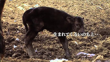 原発事故で誰もいなくなった町に動物と共に生活する人を追ったドキュメンタリー！映画『ナオトひとりっきり Alone in Fukushima』予告編
