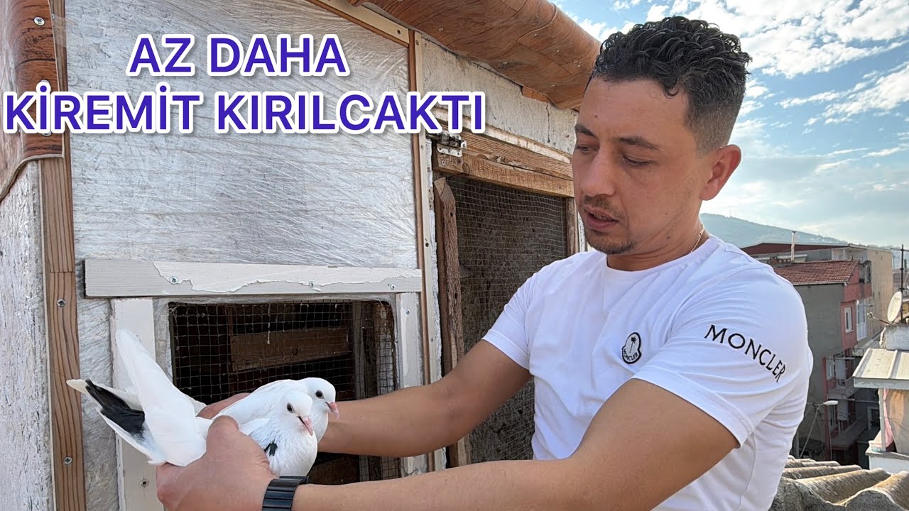 KUŞLARI UÇURDUK  BİRİ ÖYLE Bİ DÖNDÜ Kİ KİREMİTLERE ÇAKILDI 