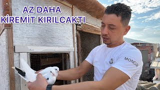 Kuşlari Uçurduk Bi̇ri̇ Öyle Bi̇ Döndü Ki̇ Ki̇remi̇tlere Çakildi