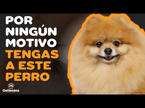 Video: 18 gatos y perros que están tan por encima ahora