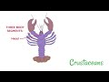 Arthropod Adventures: Explore The Unique Traits Of Insects Arachnids Crustaceans And Myriapods
