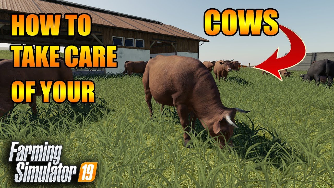 How to Cows... A Guide to 100% Productivity | How to FS19 | Tutorial | Farming  Simulator 19 - YouTube