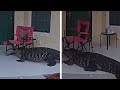Alligator With Chair On Head Knocks On Doors In Florida 