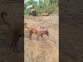 Village Life style. Dog.