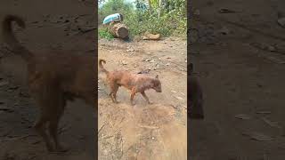 Village Life style. Dog.