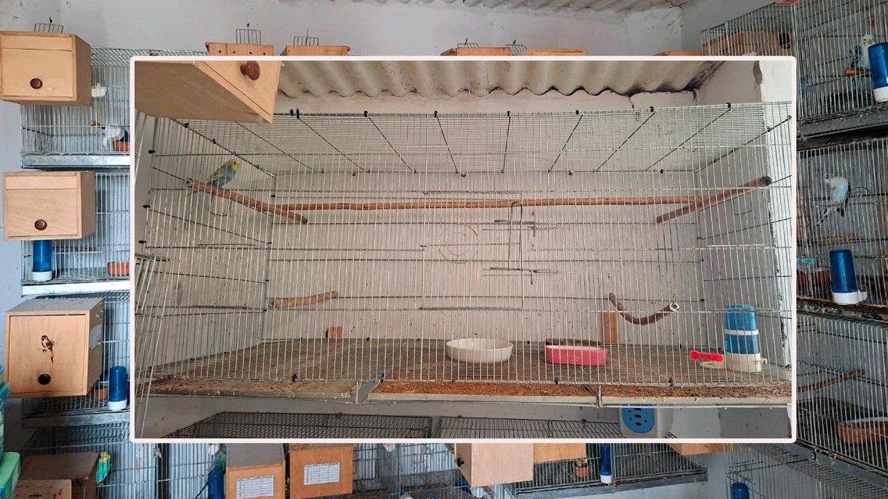 MALAS NOTICIAS EN EL AVIARIO, SE FUGARON VARIOS PERIQUITOS.😌