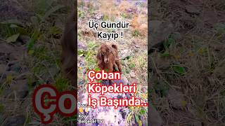 Kangal Köpekleri Yine İş Başında Kayıp Oğlak Bulundu.. #çobanköpekleri #kangal #koyun #belgesel