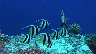 PEMANDANGAN LAUT NO COPYRIGHT..