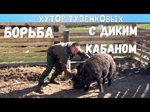 ПОБОРОЛСЯ С ДИКИМ КАБАНОМ. Приводим в порядок ежевику. Жизнь на заброшенном хуторе.