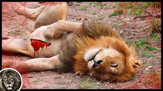 6 Animals That Will Easily Kill Any Lion!