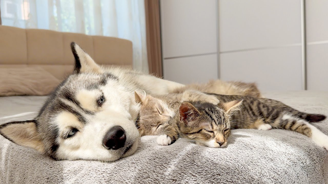 When a Husky a Kitten Babysitter Cuteness Overload! YouTube