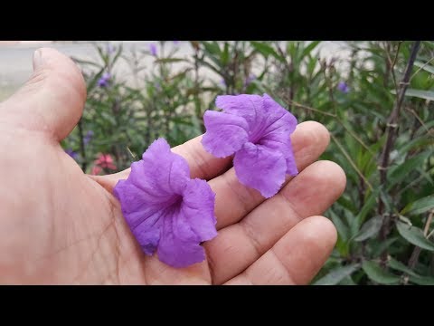 Video: Acerca de la petunia silvestre: información para cultivar flores de Ruellia
