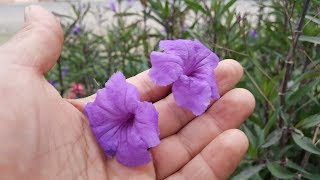 variedades de Ruellia / Petunia Mexicana / silvestre y variedades de jardin  - YouTube