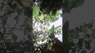 short #song #bolleywoodsong #love #jaidmeel #hindisong #viralclips #viralvideo