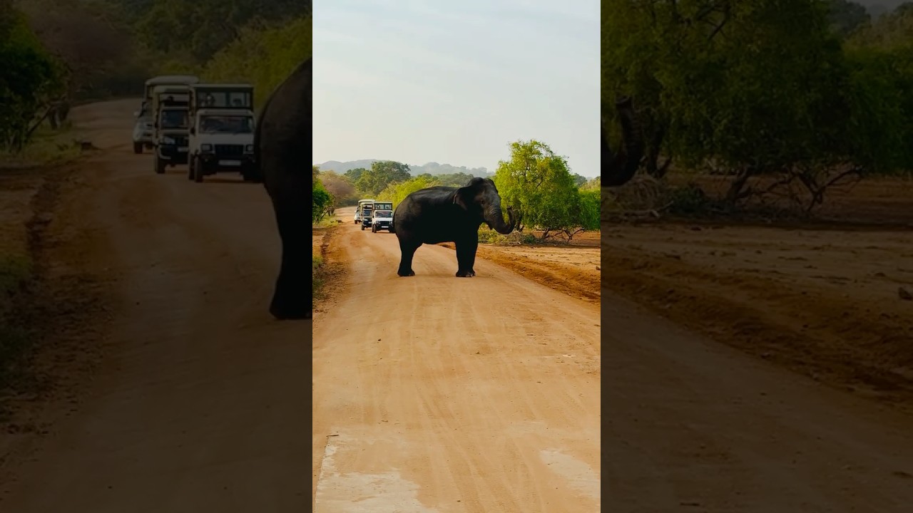 NatureTone | Wild Elephants of Yala Sri Lanka 🐘🇱🇰 | Majestic Wildlife Encounter 