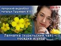 Лапчатка (курильский чай) – посадка и уход