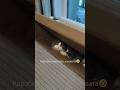 Марсик и БОЛЬШАЯ КОРОБКА🤣 #cat #like #funny #shorts #krasnoyarsk #siberian