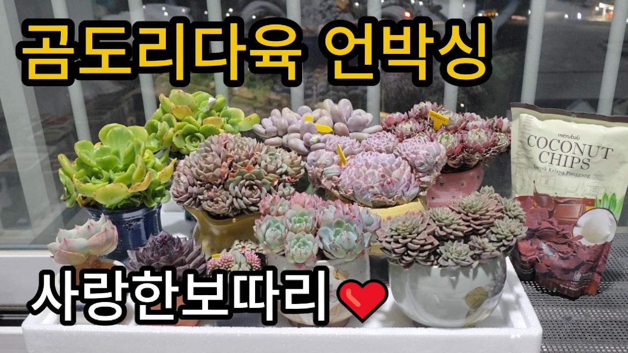2월 곰도리다육 언박싱~ 역시는 역시다! #다육식물
