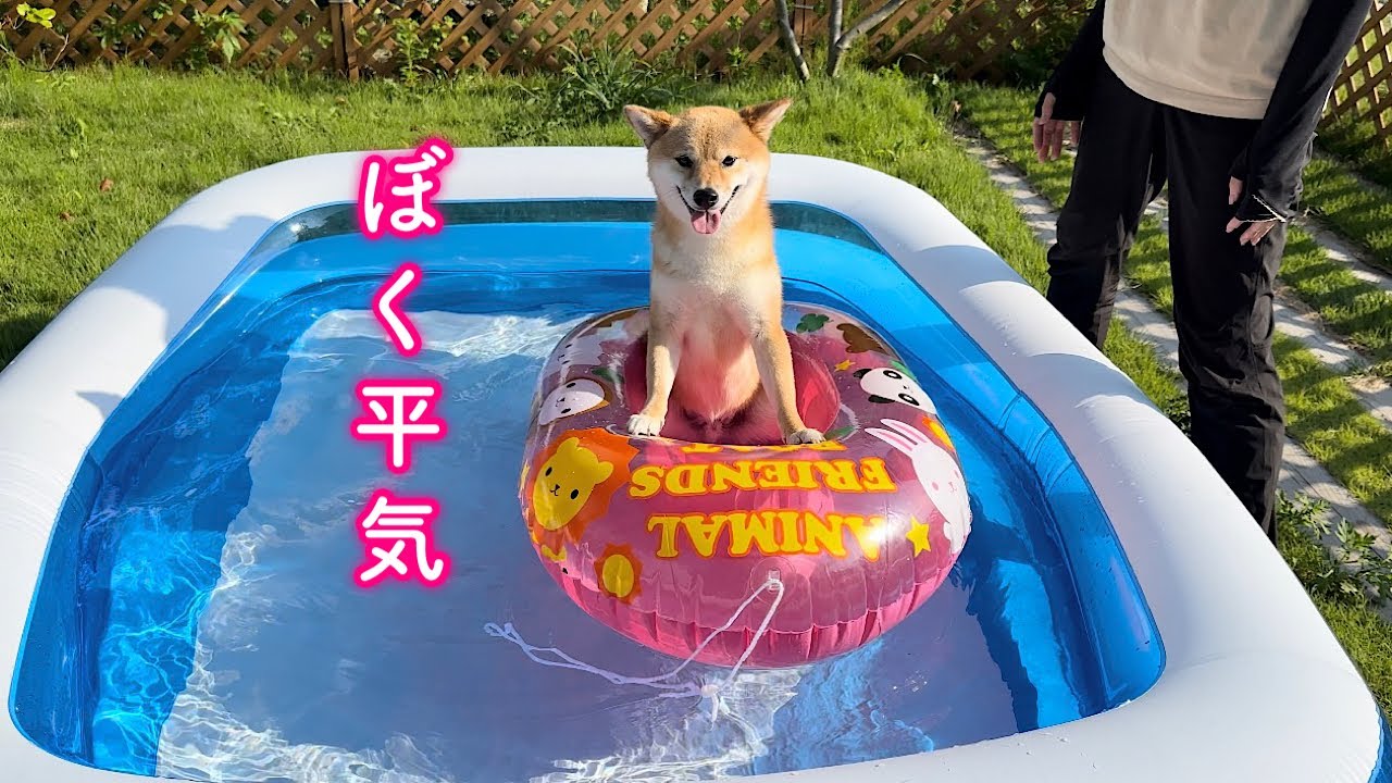 This adorable Shiba Inu is not good with vehicles, but he rides a