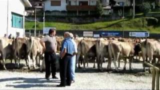Fiera del bestiame a Serina