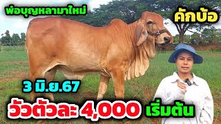 วัวตัวละ 4,000 บาท พ่อบุญหลามาใหม่ | 3 มิ.ย.67 | วัวเพื่อเกษตรกร ถูกกว่าไก่ตีอีกแล้ว มีให้ชมจำนวนมาก