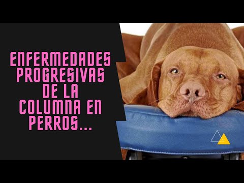 Video: Enfermedad De La Médula Espinal En Perros