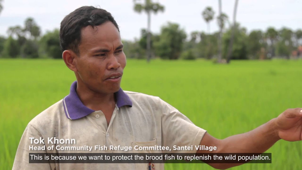 Conservation of rice field fisheries helps Cambodia’s poor