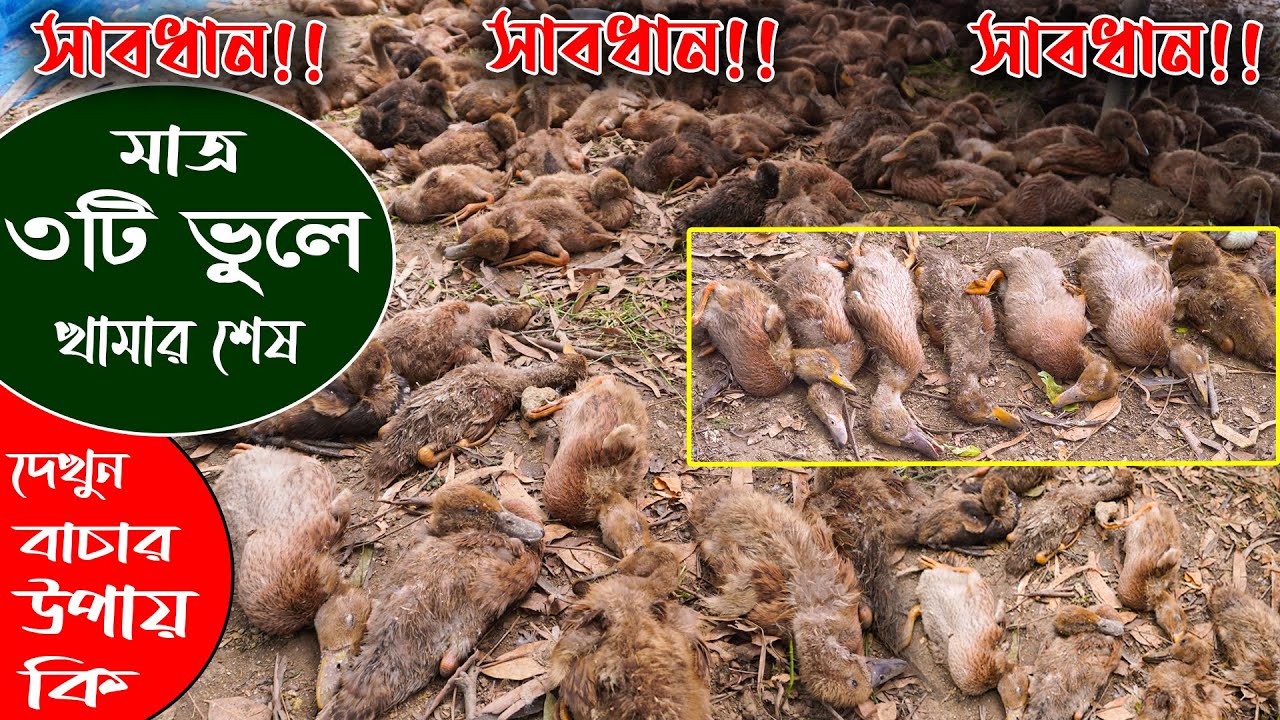 সঠিক পরামর্শ দিতে খামারীর পাশে মেধা হ্যাচারী | মোবাঃ 01715-868175 | Duck farming | Khamar Bangla 24