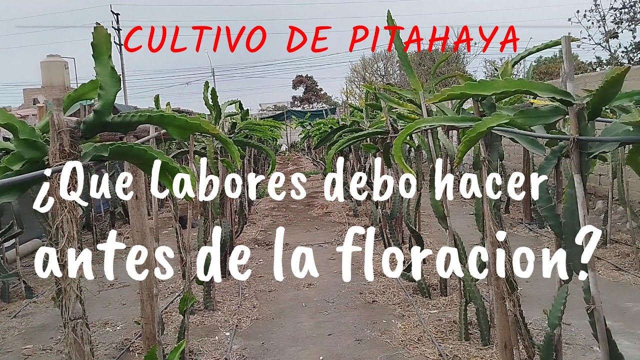 Labores que se deben realizar antes de la floracion en PITAHAYAS