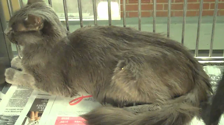 Watch the video about 1264396, 97, 98, 99, 1264400, 1264394 - Russian Blue Medium Hair Grey and Silver Cat - Beautiful 2 y