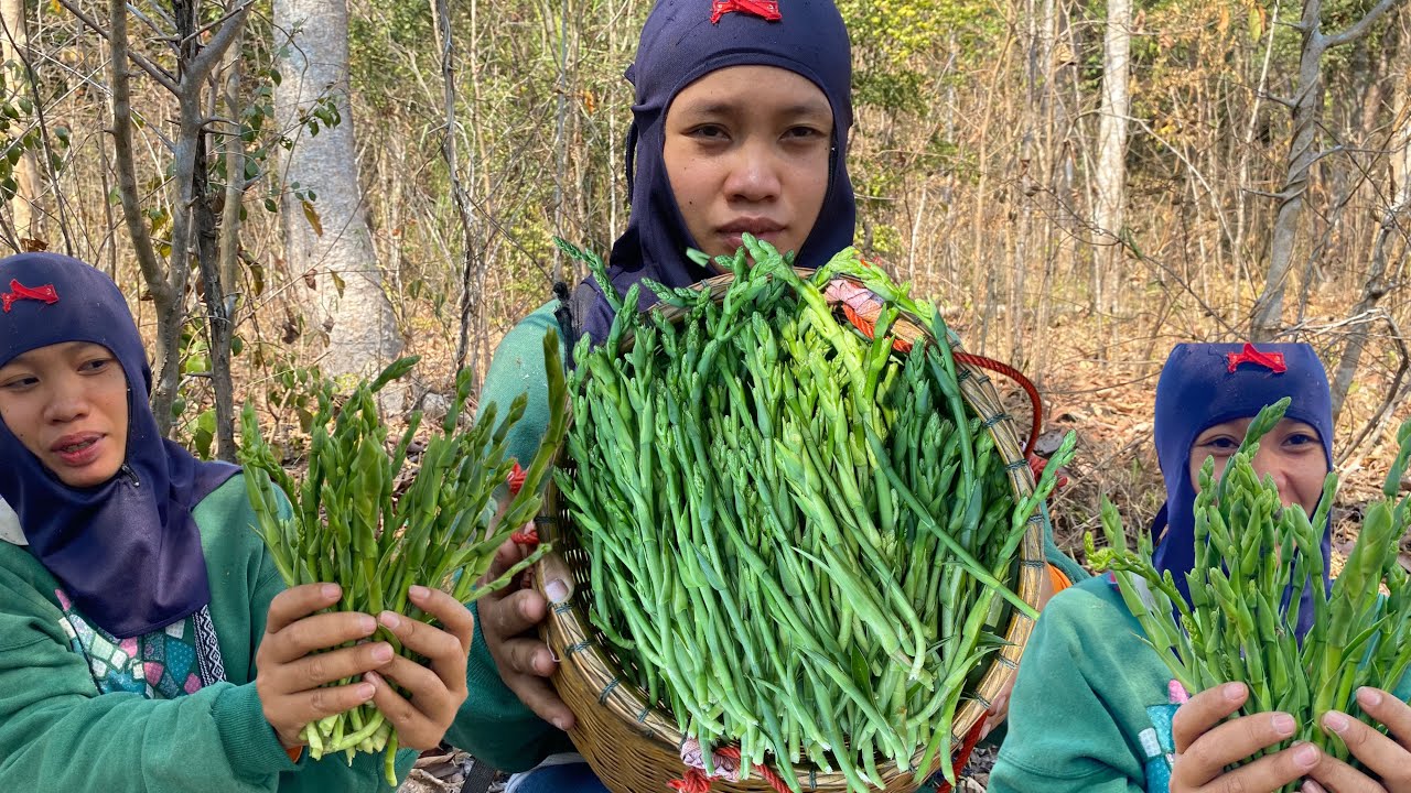 เข้าป่ากับพ่อแม่หาเก็บ ดอกคอนแคนมื้อนี้ได้แต่ยอดสวยๆงามๆอวบๆล้นตร้า 