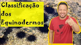 Classification of Echinoderms - Asteroidea, Ophiuroidea, Echinoidea, Crinoidea, and Holothuroidea
