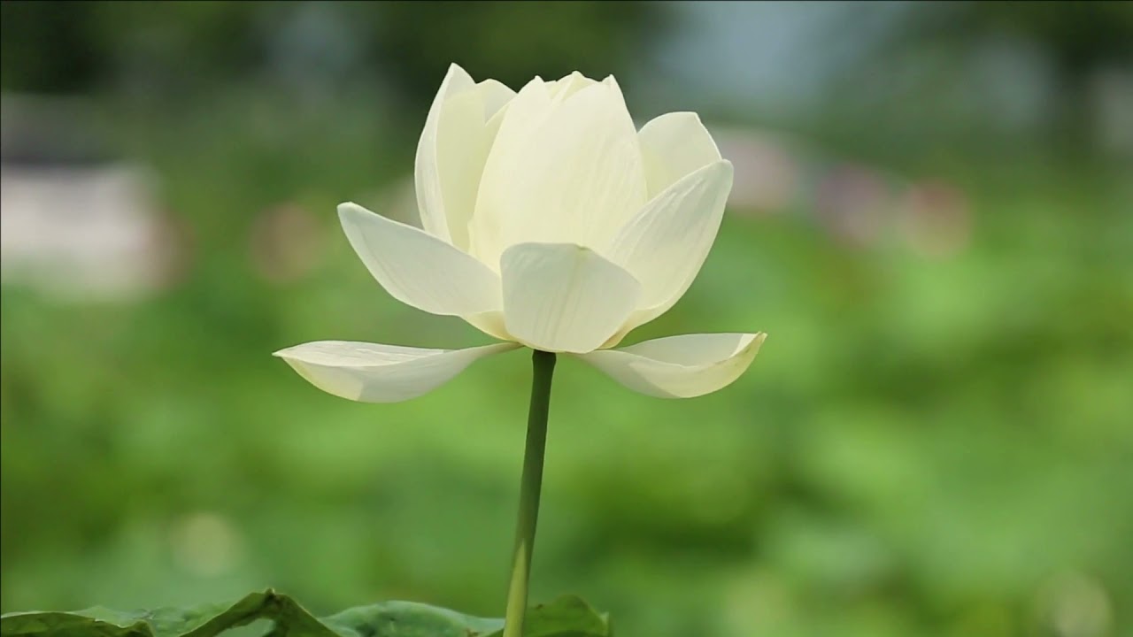 Stela ENACHE - Vraja sarutului