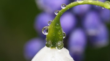 سورة الصافات صلاة التراويح 1435 هـ القارئ خالد الجليل