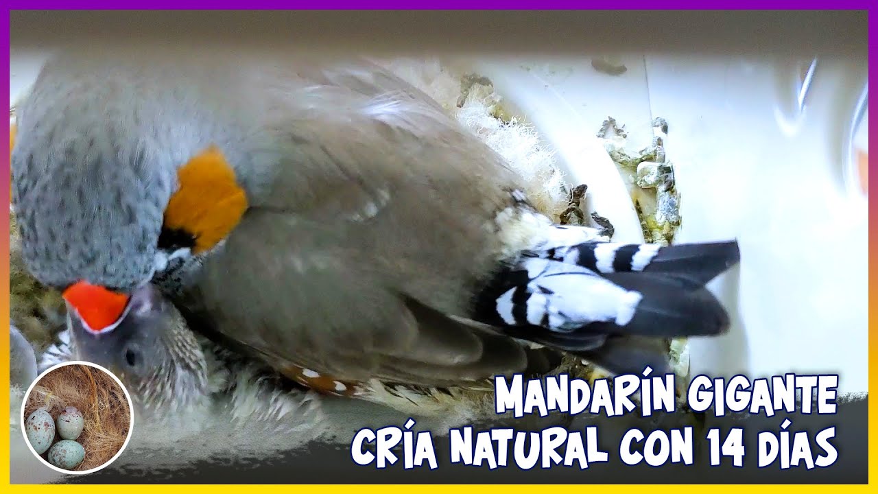 MANDARÍN GIGANTE CRÍA NATURAL CON 14 DÍAS🦜