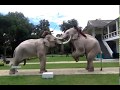 ช้างเผือกยุทธหัตถี : Elephant Duel