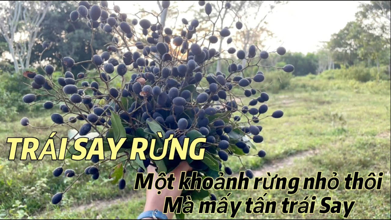 Vào rừng hái trái say quá bất ngờ chỉ 1 khoảnh rừng thôi mà mấy tấn say ...