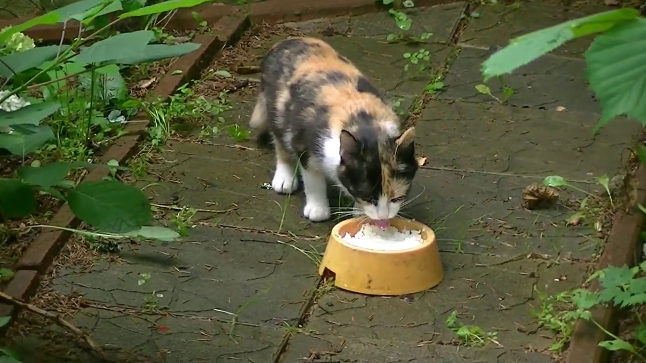 Кошка беспородная голодная. Голодная кошка. Блудная кошка. Больная панлейкопенией кошка у миски воды. Кошка и 6 котят.