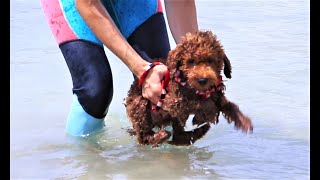 トイプードルの子犬が初めての海で犬かきに挑戦した結果は見事に成功！ #20