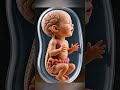 What Happens Inside the Womb? Incredible Visuals! ✨