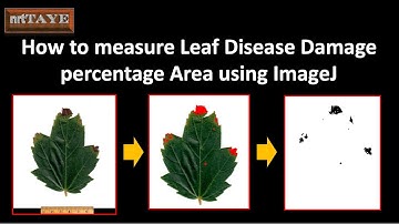 How to measure Leaf Disease Damage percentage Area using ImageJ