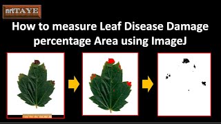 How to measure Leaf Disease Damage percentage Area using ImageJ