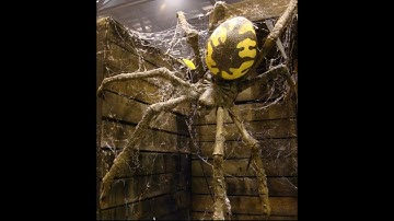 Dropping Animated Spider