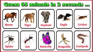 Animals and Insects Vocabulary In English / Guessing … / Quizzing …/ Wild Animals Vocabulary